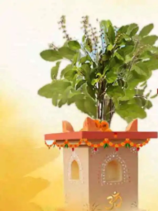 Tulsi । Tulsi shubh ashubh sanket । Tulsi auspicious and inauspicious signs