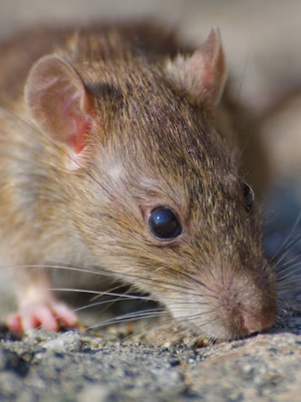 rats out of house । How to remove rats । tips to get rid of rats