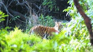 Wild life| safety
