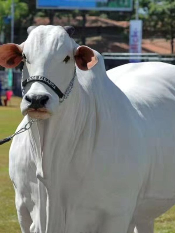 best cow breed