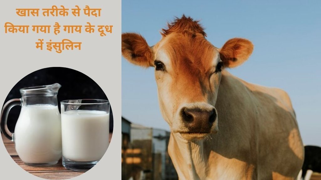 genetically modified cow produce insulin, milk contains human insulin, gay ke dudh me insulin, cow milk reduces blood sugar, diabetes, Insulin,