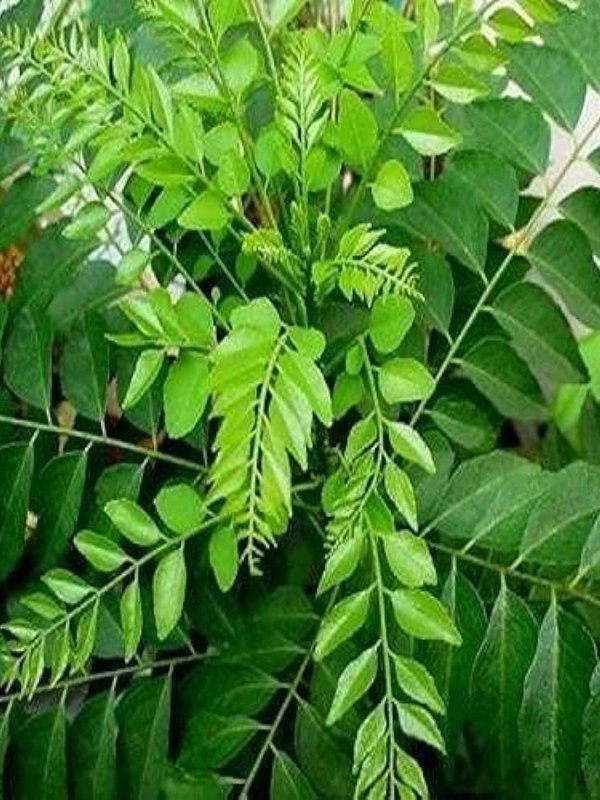 curry leaves health benefits