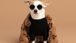 सोशल मीडिया पर वायरल हुए इस कुत्ते का है लैविश लाइफ स्टाइल, लाखों हैं फॉलोअर्स