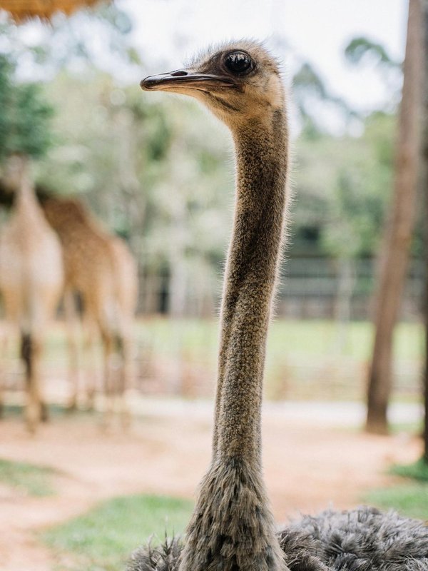 facts about ostrich