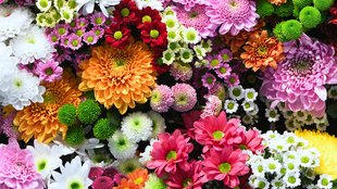 flower| fragnence