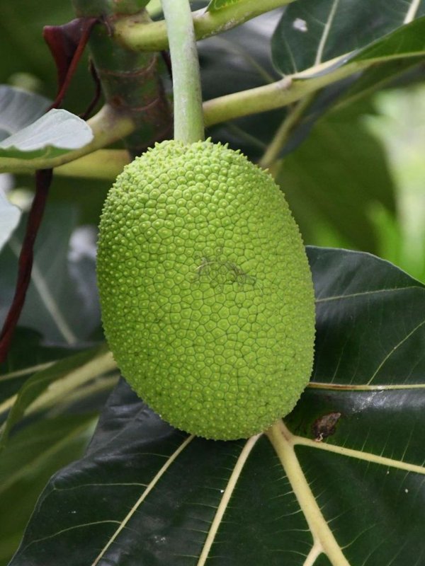 jackfruit history
