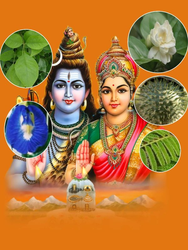 Mahashivratri 2024, Mahashivratri 2024 date,bring these plant on shivratri, good luck plants