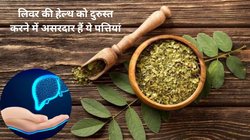 बदलते मौसम में सहजन या मोरिंगा की पत्तियां किस तरह सुपरफूड हैं? एक्सपर्ट से जानते हैं इन Leaves के फायदे