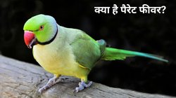 Parrot Fever से 5 लोगों की मौत, जानें क्या है ये बीमारी और कैसे फैलती है
