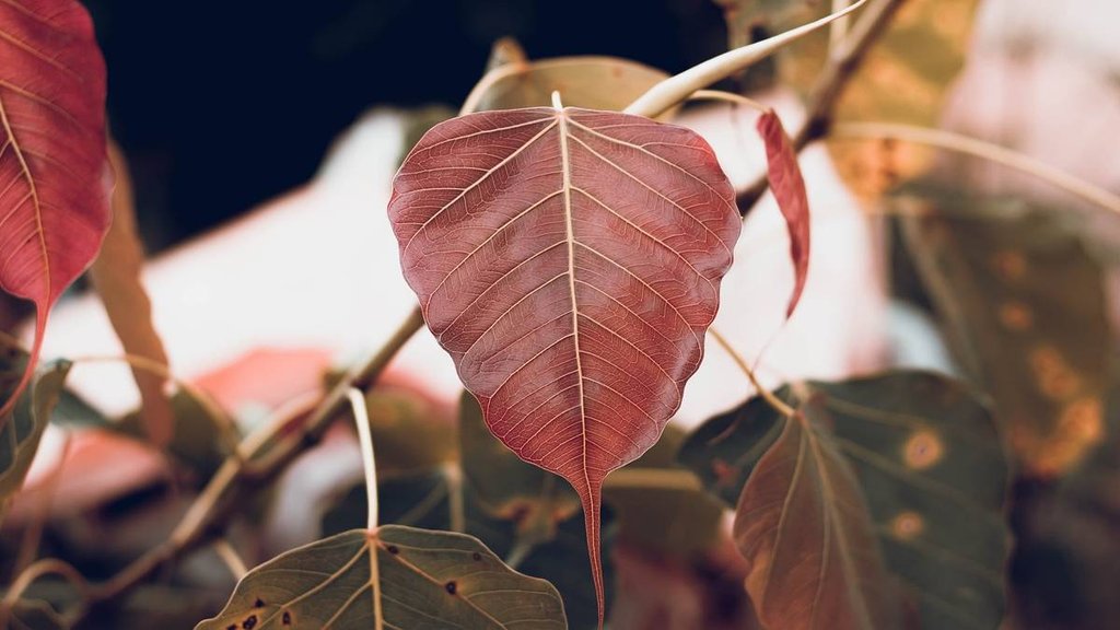vastu rules of pipal tree, rules of pipal tree, pipal tree vastu rules, pipal tree rules, pipal tree, pipal ka pedh kaise hatayen,