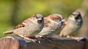 sparrow| Environment