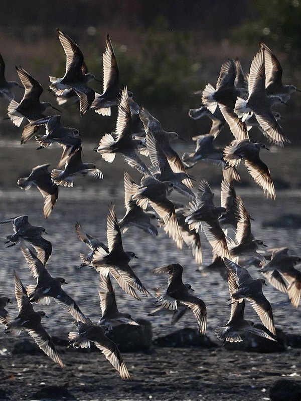 suicide point of birds