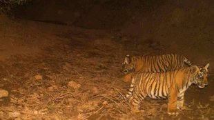 tiger