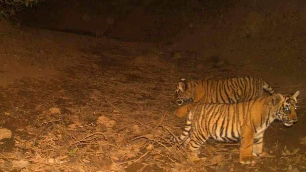 tiger