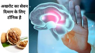 cognition, omega-3 fatty acids, antioxidants, dementia, soak walnuts, indianexpress, Walnuts health advantages,खाली पेट करें अखरोट का सेवन सेहत को मिलेंगे फायदे,