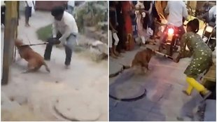 Dog Pitai, Dog beaten, Gomti Nagar, कुत्ते की पिटाई, गोमती नगर, कुत्ते को बेरहमी से पीटा,