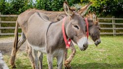 5000 रुपये लीटर बिक रहा गधी का दूध, गुजरात के इस व्यक्ति की हो रही हर महीने 3 लाख कमाई