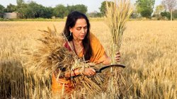 खेतों में फसल काटते हुए फिर हेमा मालिनी ने शेयर की तस्वीरें, लोग बोले- शर्म आनी चाहिए, लोग आपको वोट…