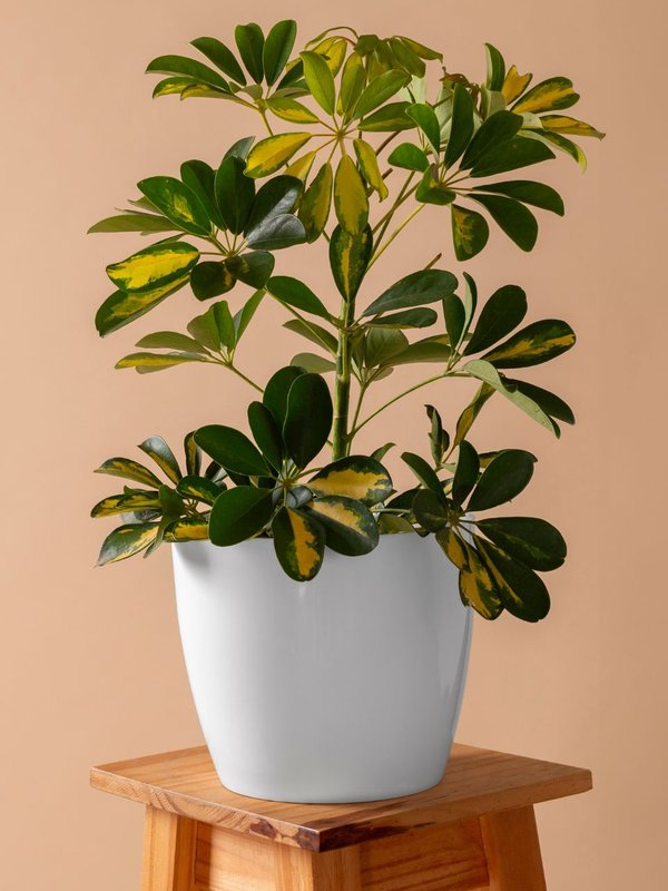 Indore Plant in Summer