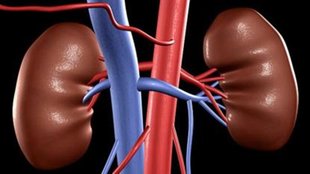 Kidney disease| raise| Research