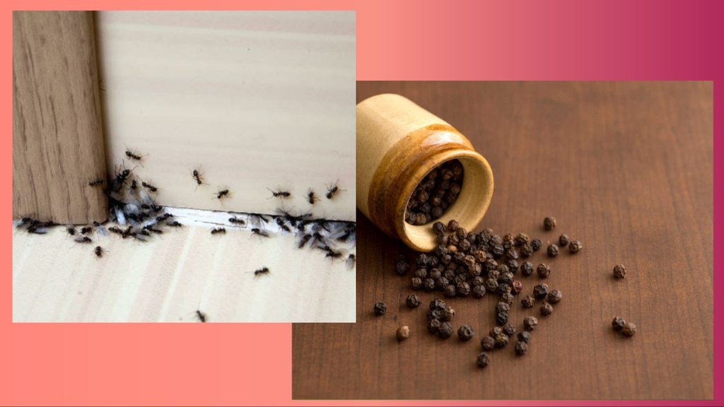 ant repellent home remedy ant repellent home remedy