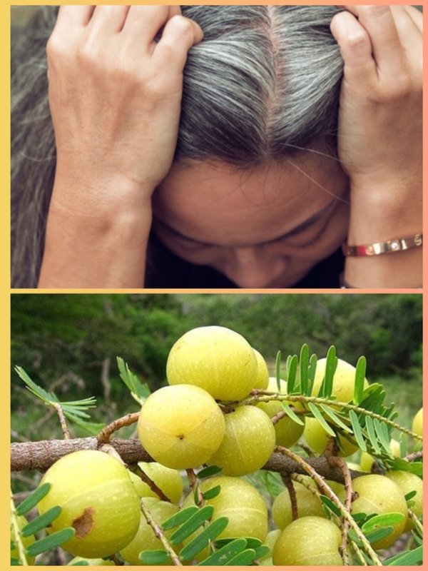 how to use amla ka pani for grey hair