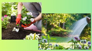 summer plants care tips