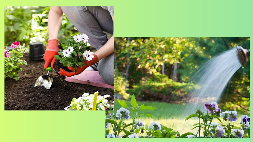 summer plants care tips