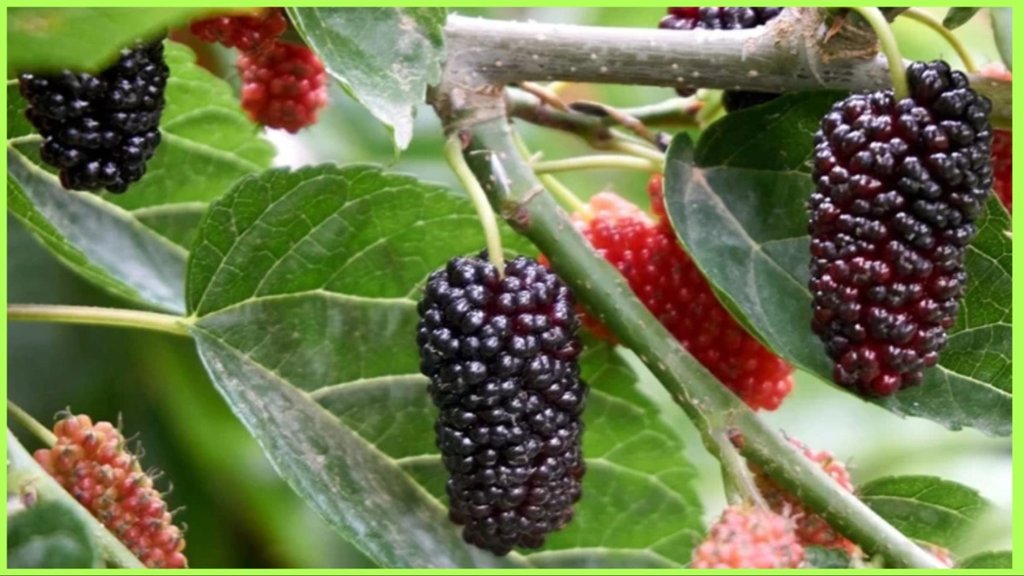 summer fruits shahtoot benefits in hindi