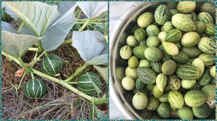 wild melon benefits