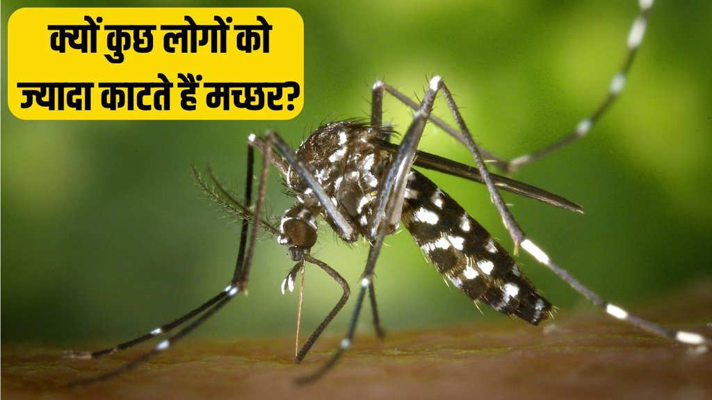 why mosquito bites । Remedies to keep Mosquitos away । Who is more attractive to mosquitoes