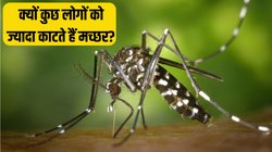 ‘मुझे ही मच्छर ज्यादा क्यों काटते हैं?’ आप भी ऐसा सोचते हैं तो यहां जान लें कारण, बचाव के लिए अपनाएं आसान तरीके