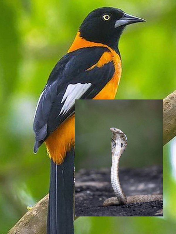 Most poisonous Bird of the world