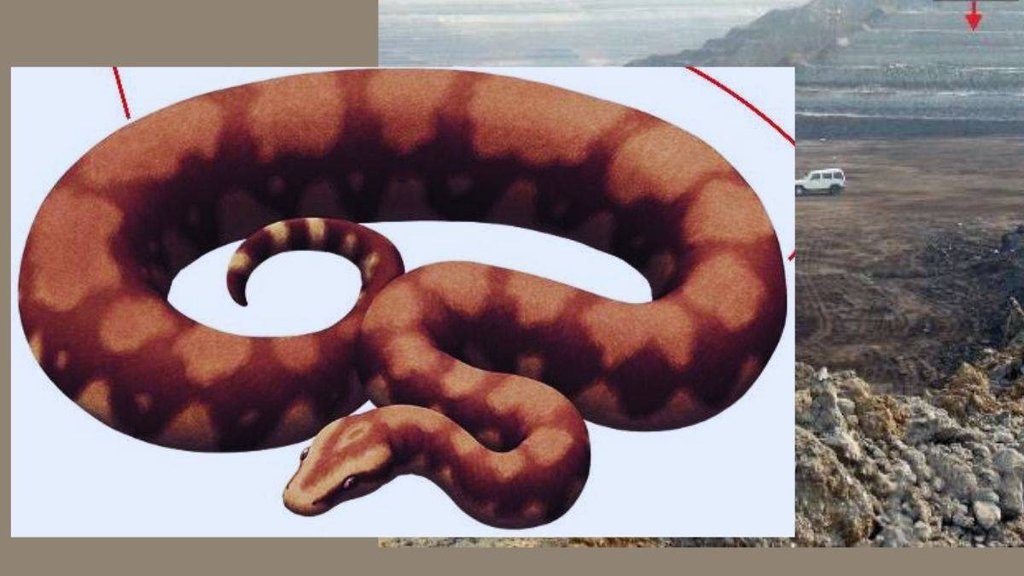 Snake, Vasuki Inducus, Gujarat Kutch, Snake Fossil
