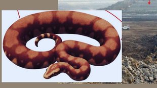 Snake, Vasuki Inducus, Gujarat Kutch, Snake Fossil