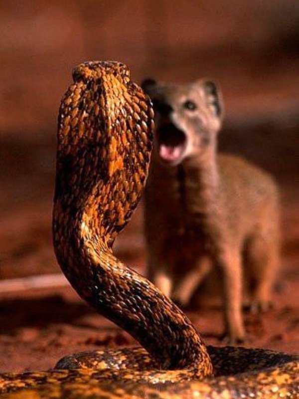 Snakes and Mongoose Fight