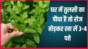 Tulsi Benefits । Diabetes । Digestion