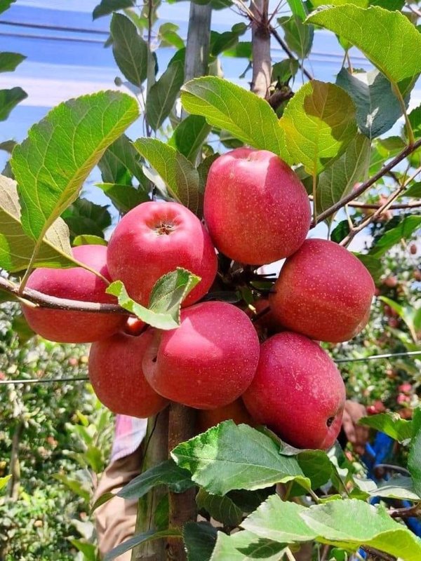 World most expensive apple