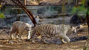 Delhi Zoo, heat wave, scorching heat, animal care