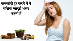 बॉडी में ताकत बढ़ाने और कमजोरी दूर करने के लिए तरह-तरह की जड़ी बूटी नहीं, बल्कि इस 1 हर्ब के कुछ पत्ते खा लें, वीकनेस होगी दूर, आचार्य बालकृष्ण ने बताया अमृत