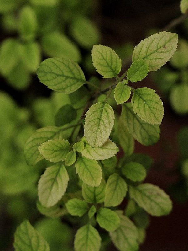 Vaishakh Month 2024, Vaishakh Month 2024 date, Vaishakh Month 2024 tulsi puja, vastu tips, simple vastu tips for tulsi,