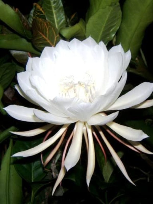 brahma kamal
