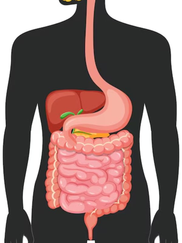 Ash Gourd Juice Health Benefits, ash gourd juice for gut health, Is ash gourd good for gut, Is ash gourd juice good for gastritis, Healthy Juice for Gut Health