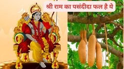 प्रभु श्री राम ने 14 साल तक खाया था ये खास फल, आप भी रोजाना करें इसका सेवन, अनगिनत बीमारियों का एक साथ होगा उपचार