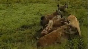 lioness vs hyena clan, lioness vs hyena clan fighting
