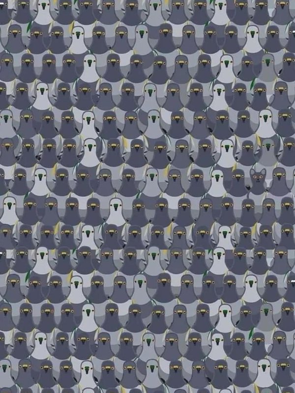 optical illusions pictures