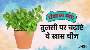 Vaishakh Maas 2024,Vaishakh Maas 2024 date, tulsi upay, tulsi ke upay, tulsi ke totke,