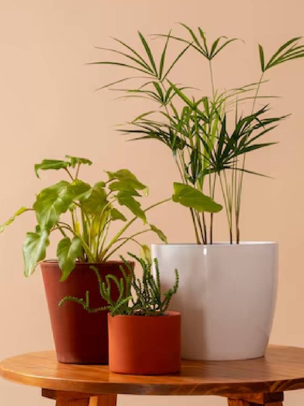 vastu tips for plant, Plant for money, plant to get rid pitru dosh,