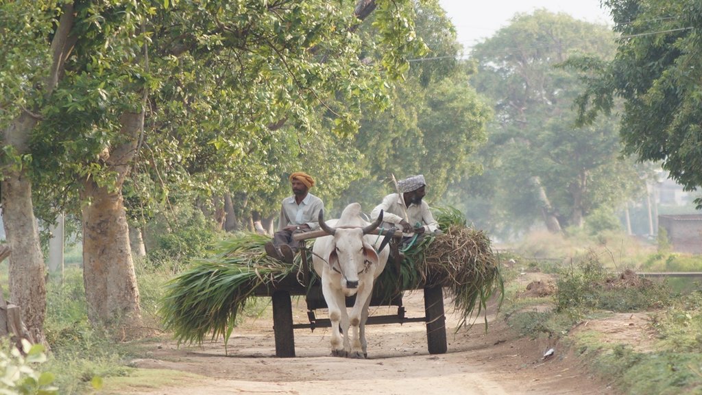 Bool cart| Farmer |Delhi