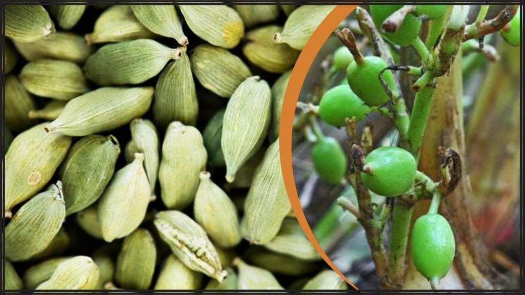 How to grow cardamom at home । home Gardening । cardamom benefits